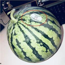 山东威海网红吃瓜,一场视觉与味蕾的双重盛宴