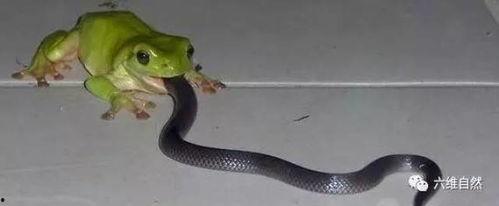 娱乐吃瓜酱大胖蛇