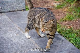 吃瓜群众视频猫咪,萌宠版“娱乐圈”幕后花絮大揭秘